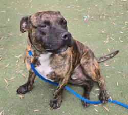Shelter Stray Male Dog last seen , 3201 Lacy St, Los Angeles, CA 90031, USA