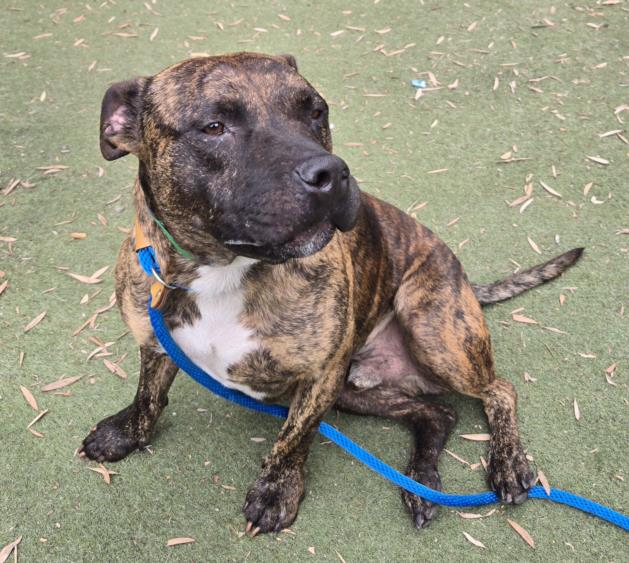 Shelter Stray Male Dog last seen , 3201 Lacy St, Los Angeles, CA 90031, USA