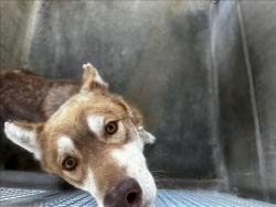 Shelter Stray Male Dog last seen , 3201 Lacy St, Los Angeles, CA 90031, USA