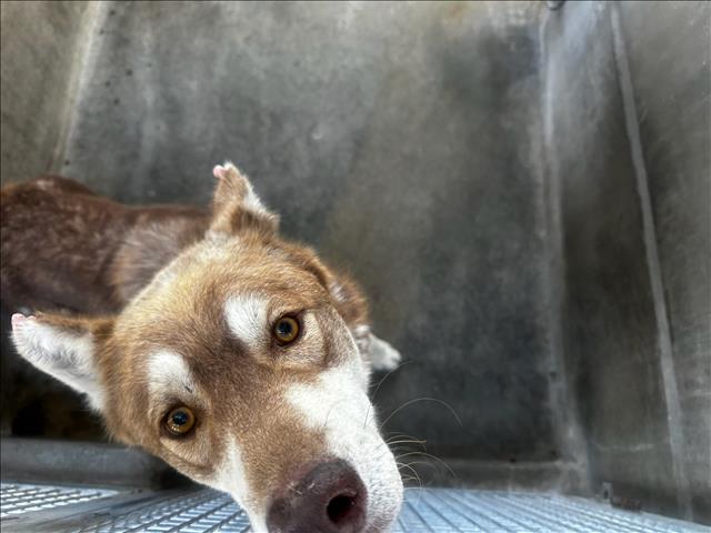 Shelter Stray Male Dog last seen , 3201 Lacy St, Los Angeles, CA 90031, USA
