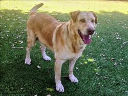 Shelter Stray Male Dog last seen , 14409 Vanowen St, Van Nuys, CA 91405, USA