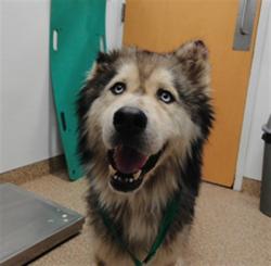 Shelter Stray Male Dog last seen Near BLOCK 4TH ST NW, 3001 2nd St SW, Albuquerque, NM 87105, USA