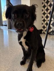 Shelter Stray Female Dog last seen , 14409 Vanowen St, Van Nuys, CA 91405, USA