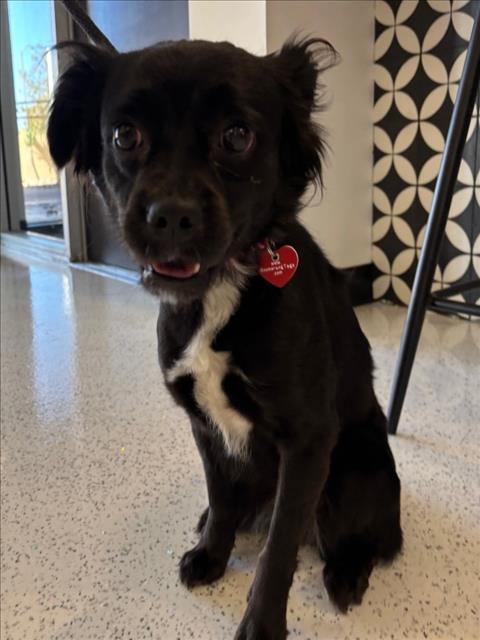 Shelter Stray Female Dog last seen , 14409 Vanowen St, Van Nuys, CA 91405, USA
