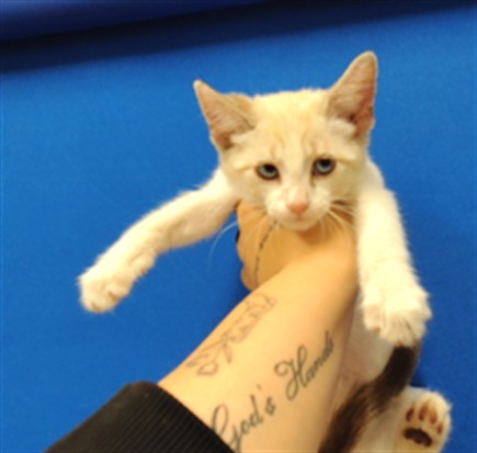 Shelter Stray Female Cat last seen Near BLOCK ATRISCO VISTA, 3001 2nd St SW, Albuquerque, NM 87105, USA