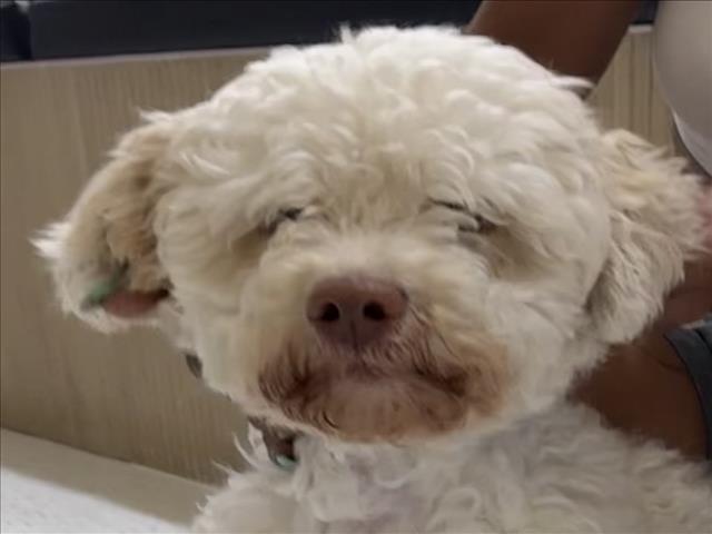 Shelter Stray Male Dog last seen , 14409 Vanowen St, Van Nuys, CA 91405, USA