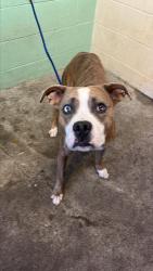 Shelter Stray Male Dog last seen MABEL ST & BUTTERWORTH AVE, 2127 Front St, Sacramento, CA 95818, USA