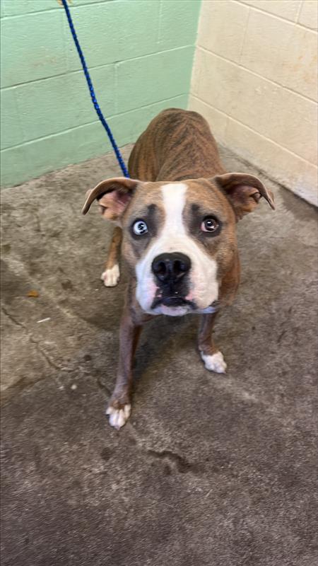Shelter Stray Male Dog last seen MABEL ST & BUTTERWORTH AVE, 2127 Front St, Sacramento, CA 95818, USA