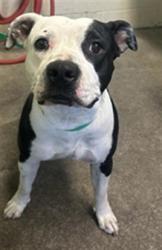 Shelter Stray Female Dog last seen MABEL ST & BUTTERWORTH AVE, 2127 Front St, Sacramento, CA 95818, USA