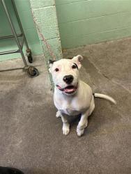 Shelter Stray Male Dog last seen W SILVER EAGLE RD & MOBILE WAY, 2127 Front St, Sacramento, CA 95818, USA