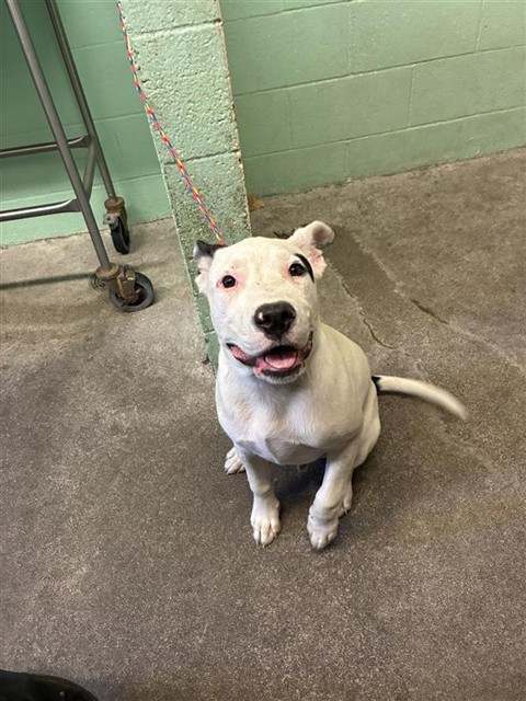Shelter Stray Male Dog last seen W SILVER EAGLE RD & MOBILE WAY, 2127 Front St, Sacramento, CA 95818, USA