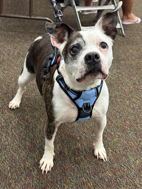 Shelter Stray Male Dog last seen Near BLOCK E JEFFERSON ST, 3528 Newburg Rd, Louisville, KY 40218, USA