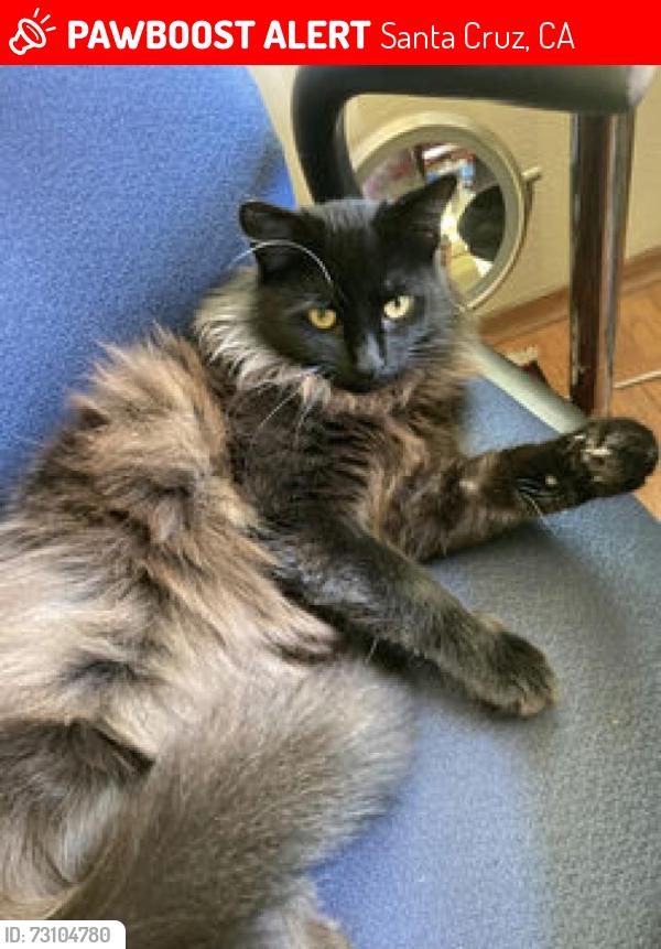 Lost Male Cat last seen Arbor Ave & Keystone Ave, Santa Cruz, CA 95062