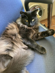 Lost Male Cat last seen Arbor Ave & Keystone Ave, Santa Cruz, CA 95062