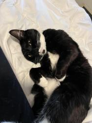 Reunited Male Cat last seen Sierra Pkwy and other roads by Waterford park in waconia, Waconia, MN 55387
