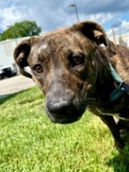 Shelter Stray Female Dog last seen Near BLOCK BARDSTOWN RD, 3528 Newburg Rd, Louisville, KY 40218, USA