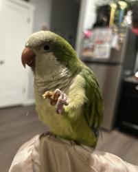 Lost Female Bird last seen Stiles & SE 20th st, Oklahoma City, OK 73129