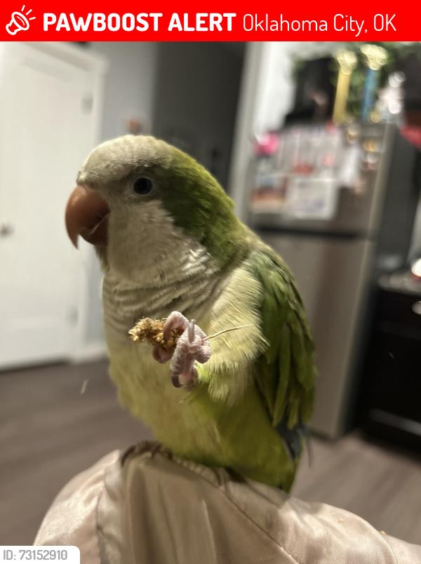 Lost Female Bird last seen Stiles & SE 20th st, Oklahoma City, OK 73129