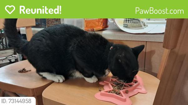 Reunited Male Cat last seen County road 4701, Dayton, TX 77535