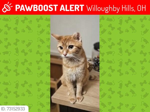 Lost Female Cat last seen Route 6 and River Rd, Willoughby Hills, OH 44094