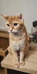 Lost Female Cat last seen Route 6 and River Rd, Willoughby Hills, OH 44094