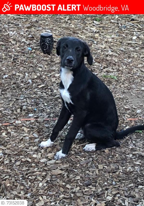 Lost Male Dog last seen Prince William Parkway and Richmond Highway interception, Woodbridge, VA 22191