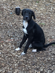 Lost Male Dog last seen Prince William Parkway and Richmond Highway interception, Woodbridge, VA 22191
