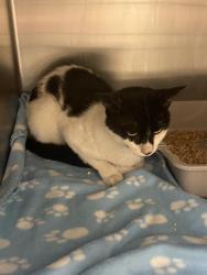 Shelter Stray Male Cat last seen Near BLOCK W LOCH RAVEN CT, 4522 W 3500 S, West Valley City, UT 84120, USA