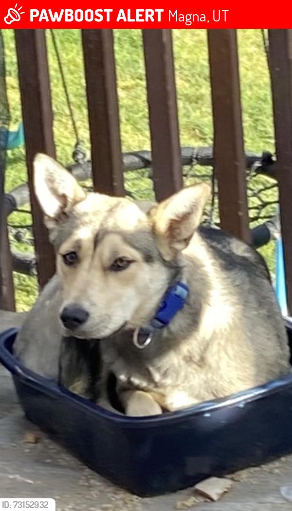 Lost Female Dog last seen 3500s 7200w, Magna, UT 84044