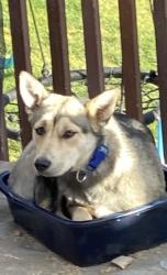 Lost Female Dog last seen 3500s 7200w, Magna, UT 84044