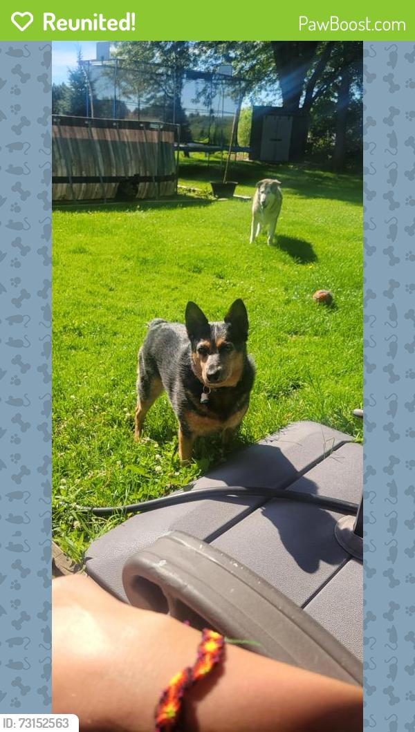 Reunited Female Dog last seen Auburn st bridge/sinnissippi gardens, Rockford, IL 61104