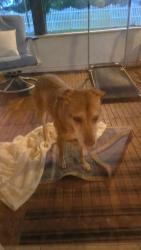 Found/Stray Unknown Dog last seen Morningside Blvd & Portillo Road, Port St. Lucie, FL 34952