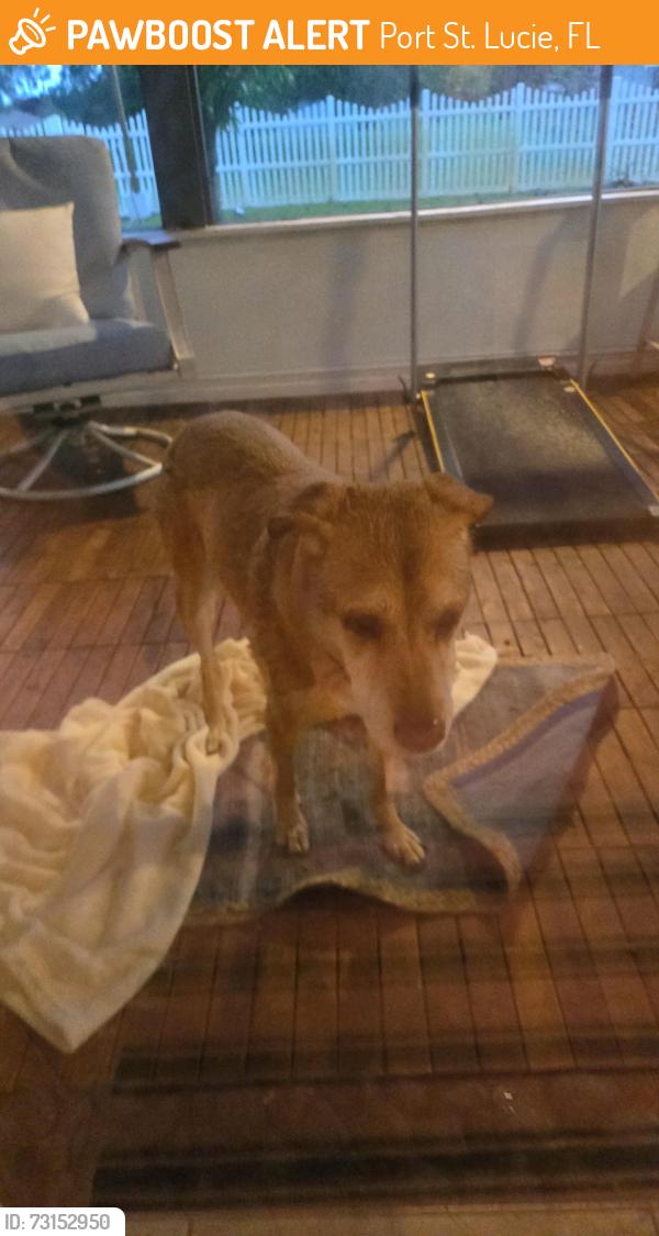 Found/Stray Unknown Dog last seen Morningside Blvd & Portillo Road, Port St. Lucie, FL 34952