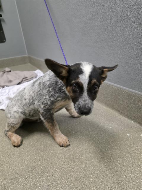 Shelter Stray Male Dog last seen Near BLK EUGENE AVE, LAS VEGAS NV 89108, 655 N Mojave Rd, Las Vegas, NV 89101, USA
