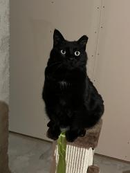 Reunited Female Cat last seen Between road 21 and road 23 on road 4 in Berthoud, Berthoud, CO 80513