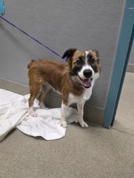 Shelter Stray Female Dog last seen Near BLK N JONES BLVD, LAS VEGAS NV 89108, 655 N Mojave Rd, Las Vegas, NV 89101, USA
