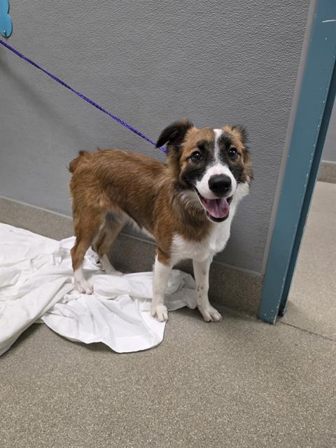Shelter Stray Female Dog last seen Near BLK N JONES BLVD, LAS VEGAS NV 89108, 655 N Mojave Rd, Las Vegas, NV 89101, USA