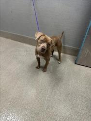 Shelter Stray Male Dog last seen Near BLOCK E CHEYENNE AVE, LAS VEGAS NV 89156, 655 N Mojave Rd, Las Vegas, NV 89101, USA