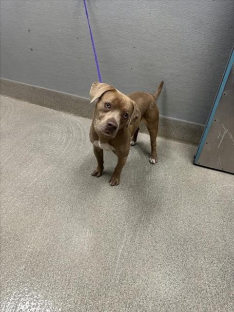 Shelter Stray Male Dog last seen Near BLOCK E CHEYENNE AVE, LAS VEGAS NV 89156, 655 N Mojave Rd, Las Vegas, NV 89101, USA