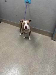 Shelter Stray Female Dog last seen Near BLOCK MELBOURNE RIDGE CT, LAS VEGAS NV 89141, 655 N Mojave Rd, Las Vegas, NV 89101, USA