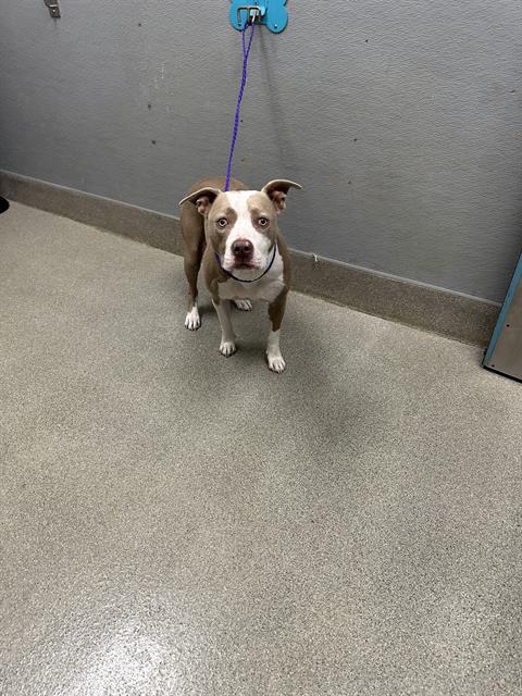 Shelter Stray Female Dog last seen Near BLOCK MELBOURNE RIDGE CT, LAS VEGAS NV 89141, 655 N Mojave Rd, Las Vegas, NV 89101, USA