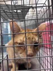 Shelter Stray Male Cat last seen Near BLOCK FOUNTAIN FALLS WAY BLOCK, 655 N Mojave Rd, Las Vegas, NV 89101, USA