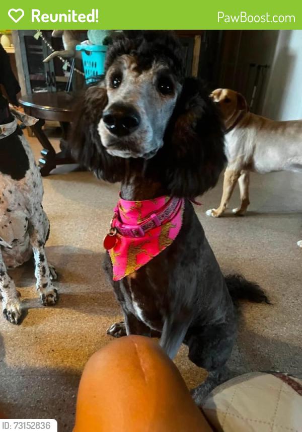 Reunited Female Dog last seen Near Jackson Rd, Kilgore, TX 75662, USA, Kilgore, TX 75662