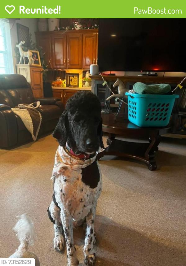 Reunited Male Dog last seen Near Jackson Rd, Kilgore, TX 75662, USA, Kilgore, TX 75662