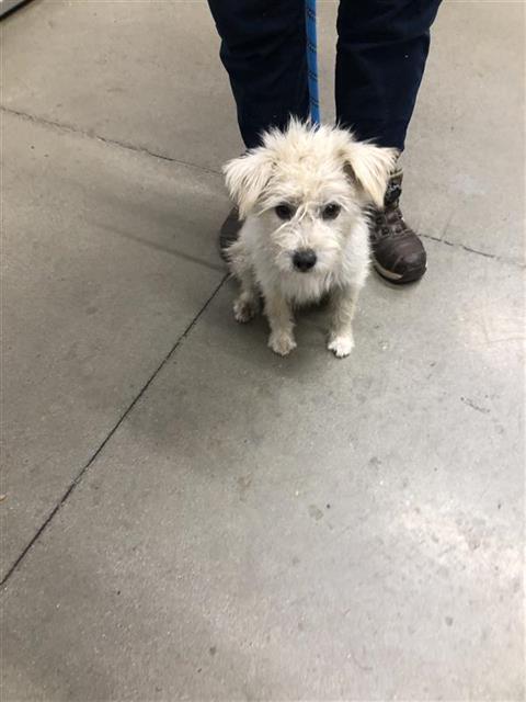 Shelter Stray Male Dog last seen Near BLOCK E DAKOTA AVE, FRESNO CA 93726 5200, 5277 E Airways Blvd, Fresno, CA 93727, USA