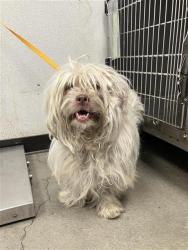 Shelter Stray Female Dog last seen Near BLOCK W PALO ALTO AVE 93711, 5277 E Airways Blvd, Fresno, CA 93727, USA