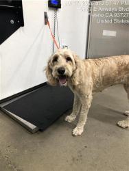 Shelter Stray Female Dog last seen Near BLOCK E AIRWAYS BLVD, FRESNO CA 93727, 5277 E Airways Blvd, Fresno, CA 93727, USA
