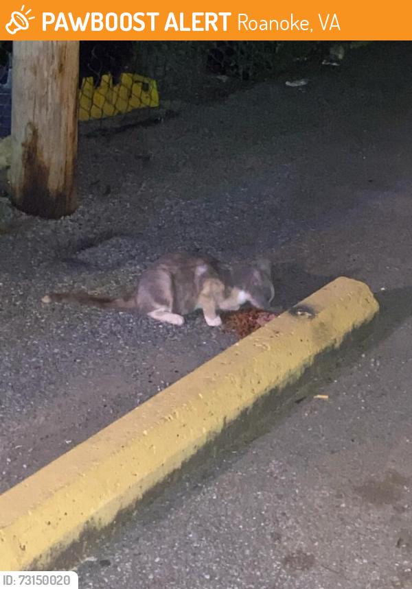 Found/Stray Female Cat last seen 35th St StopMart, Roanoke, VA 24017