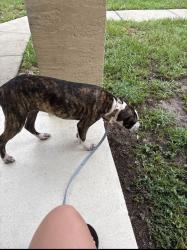 Found/Stray Female Dog last seen Near walmart, Ocala, FL 34472