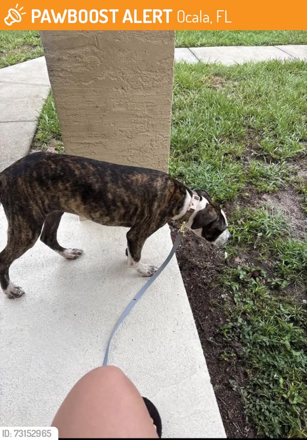 Found/Stray Female Dog last seen Near walmart, Ocala, FL 34472